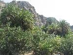 20060910_113210 - preveli - palm beach.jpg
