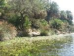 20060910_113308 - preveli - palm beach.jpg