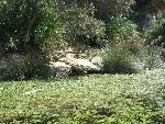 20060910_113352 - preveli - palm beach.jpg