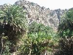20060910_113407 - preveli - palm beach.jpg