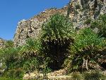 20060910_113954 - preveli - palm beach.jpg