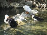 20060910_114105 - preveli - palm beach.jpg