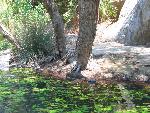 20060910_114229 - preveli - palm beach.jpg