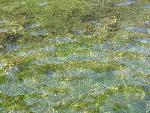 20060910_114321 - preveli - palm beach.jpg