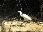 20060910_114751 - preveli - palm beach.jpg