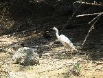 20060910_114807 - preveli - palm beach.jpg