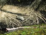 20060910_115015 - preveli - palm beach.jpg