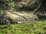 20060910_115030 - preveli - palm beach.jpg