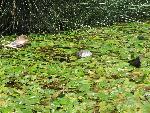 20060910_115100 - preveli - palm beach.jpg