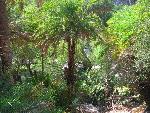 20060910_125747 - preveli - palm beach.jpg