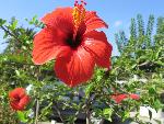 20060913_134554 - retymnon.jpg