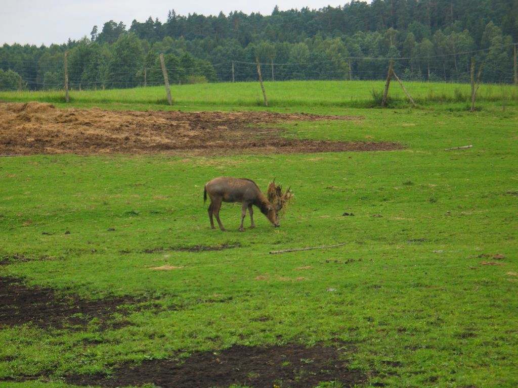 20080815165100_012.jpg, galeria mierki-kolatek_ruciane