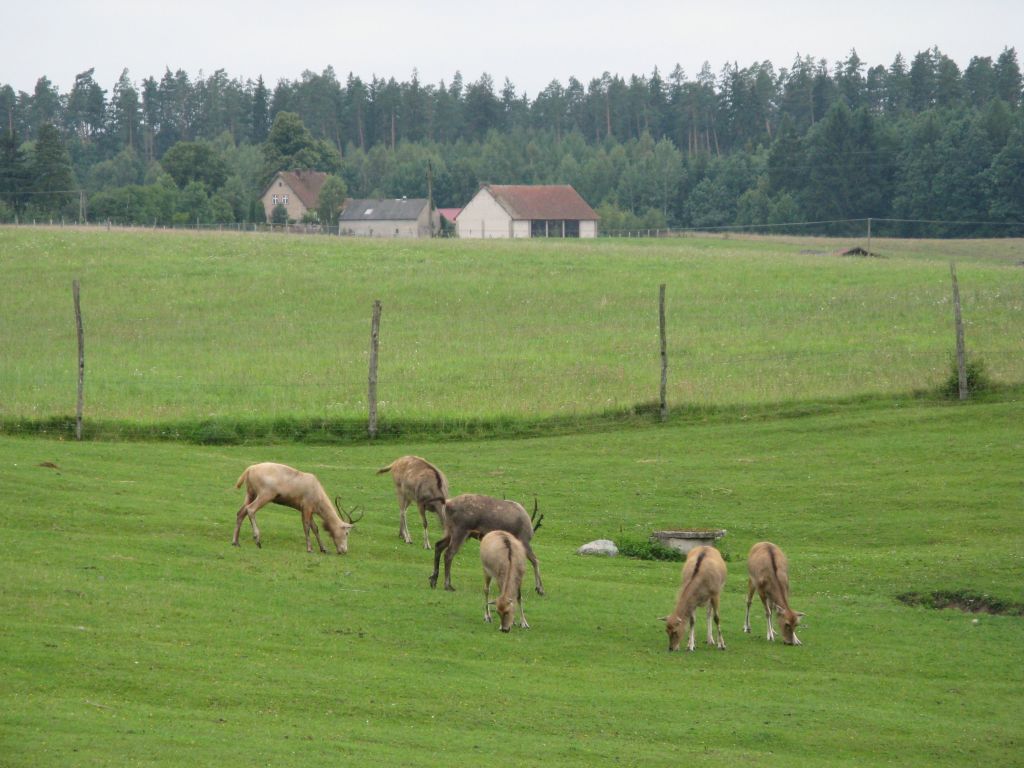 20080815165127_027.jpg, galeria mierki-kolatek_ruciane