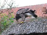 20080815171716_041.jpg